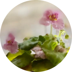 Flower blur